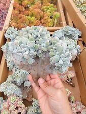 Imported frosty crested for sale  San Leandro
