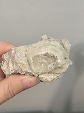 Calcite crystalized clam for sale  Shiro