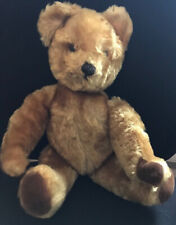 Pedigree british teddy for sale  NOTTINGHAM