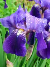 Iris germanica pianta usato  Villasalto