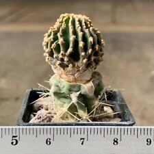224. geohintonia mexicana for sale  Shipping to United Kingdom