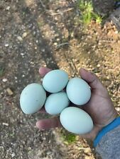 True bbs ameraucana for sale  Roanoke