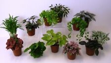 Assorted live plants for sale  Zellwood