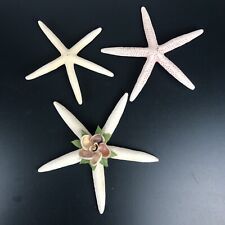 Real starfish lot for sale  Medina