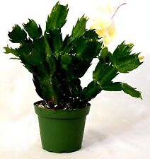 Schlumbergera christmas cactus for sale  Hacienda Heights