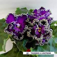 African violet plug for sale  Chicago