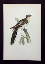 Great spotted cuckoo for sale  ILKLEY