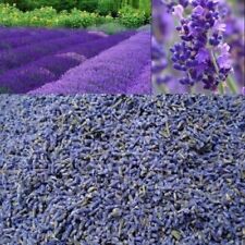 Dried dry lavender for sale  LONDON