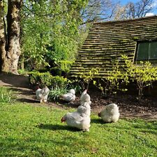 Six lavender pekin for sale  THATCHAM