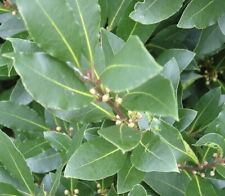20x bay laurel for sale  Shipping to Ireland