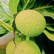 Big breadfruit tropical for sale  USA