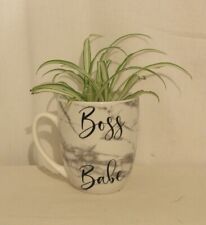 7955 spider plant for sale  San Mateo
