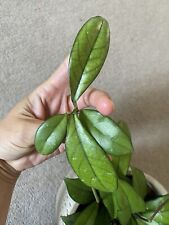 Hoya crassipetiolata fresh for sale  DIDCOT