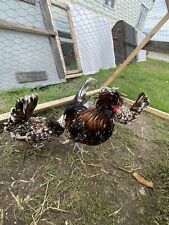 Polish hatching eggs for sale  CHESTERFIELD