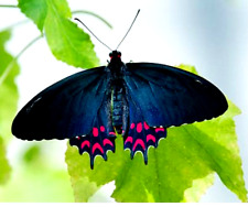 Used, papilio parides photinus male, beautiful blue sheen. for sale  Shipping to South Africa