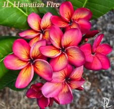 Hawaiian fire plumeria for sale  Haleiwa