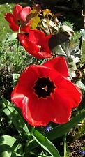 Tulpen tulpenzwiebeln rot gebraucht kaufen  Frankenthal
