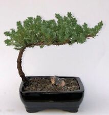Juniper bonsai trained for sale  Patchogue