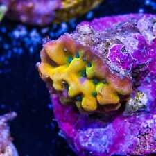 Wide corals kung for sale  Orlando