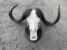 Awesome cape buffalo for sale  Signal Mountain