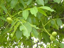English walnut live for sale  Clarkston
