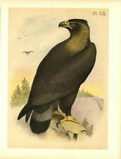 Golden eagle studer for sale  New London