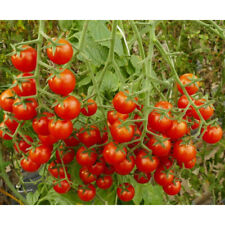 Stück tomatenpflanzen zuckert gebraucht kaufen  Wesseling