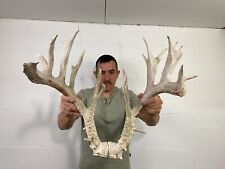 deer skull for sale  Delphos