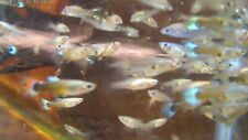 Fancy female guppies for sale  Brownsville