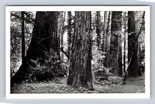 Muir woods california for sale  USA