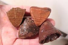Morocco fossilized devonian for sale  Polson