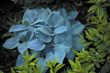 Pianta da giardino blu profumata Hosta spedita bareroot ex vaso da 0,5 litri usato  Spedire a Italy