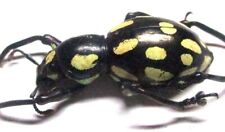 Q002 Q | EL : Pachyrrhynchus species? female 20.5mm A- YELLOW FORM!!!!!!!!!!!!! for sale  Shipping to South Africa