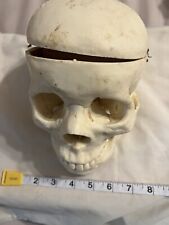 Anatomical skull brain for sale  White Plains
