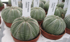 Euphorbia obesa rare for sale  BRISTOL