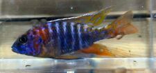 Red peacock cichlid for sale  Fitchburg