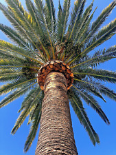 Phoenix canariensis palm for sale  Topanga