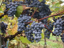 Wine grape vitis for sale  Elko