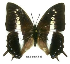 Insect Butterfly Nymphalidae Charaxes opinatus-Rare Female 3!  for sale  Shipping to South Africa