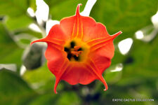 BRUGMANSIA SANGUINEA red angel's trumpet flower flowering tree seed 10 seeds for sale  Shipping to South Africa