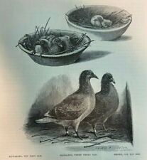 1886 homing pigeons for sale  Davenport
