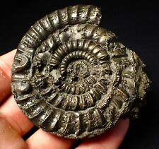 pyrite ammonite for sale  BRISTOL