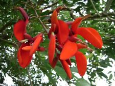 3 sementes Erythrina Fusca, usado comprar usado  Enviando para Brazil