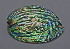 Natur polierte abalone gebraucht kaufen  Bekond, Leiwen, Riol