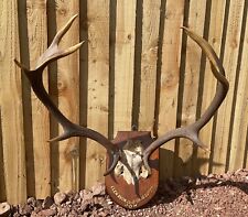 Antique taxidermy wall for sale  NEWPORT