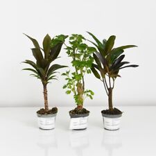 pots houseplants for sale  IPSWICH