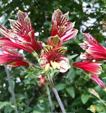 Alstroemeria psittacine parrot for sale  Monroe