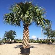 Cabbage palm trees for sale  Hampstead