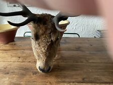 Stags head taxidermy for sale  WIDNES
