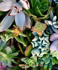 Succulent cuttings fresh for sale  Lecanto